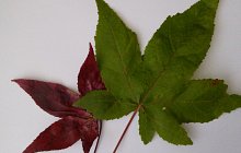 Leaves, leaves, leaves